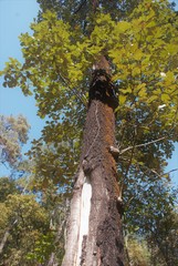 Quercus calophylla