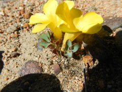Oxalis melanosticta