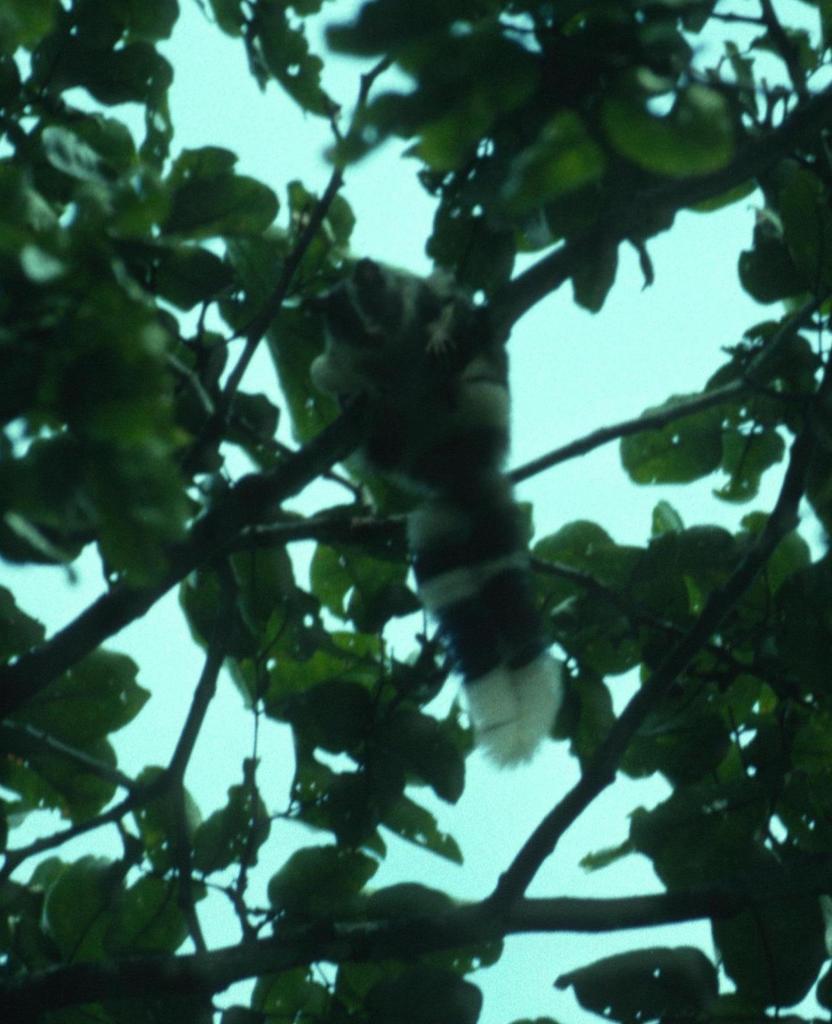 Palawan Flying Squirrel
