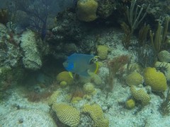 Holacanthus bermudensis