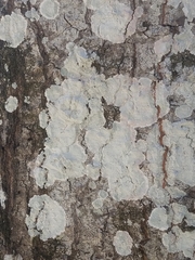 Phlyctis boliviensis