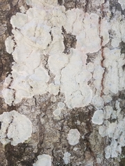 Phlyctis boliviensis