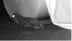 Glaucomys volans volans