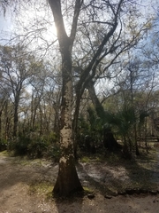 Phlyctis boliviensis