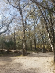 Phlyctis boliviensis