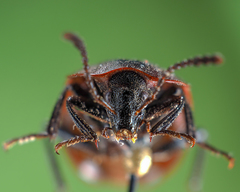 Phosphuga atrata
