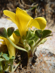 Oxalis melanosticta