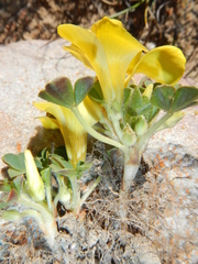 Oxalis melanosticta