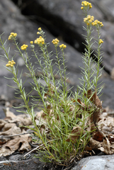 Artemisia inaequifolia