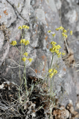 Eriogonum brevicaule