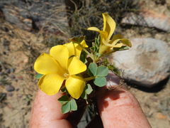 Oxalis melanosticta