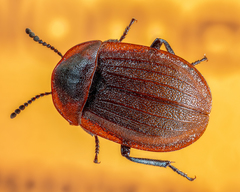 Phosphuga atrata