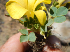 Oxalis melanosticta
