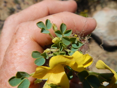 Oxalis melanosticta