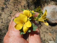 Oxalis melanosticta