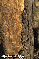 Dendroctonus