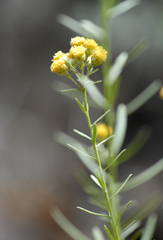 Artemisia inaequifolia