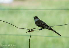 Myiarchus ferox