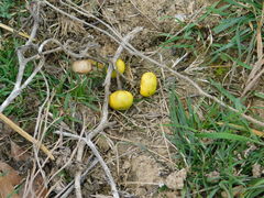Solanum elaeagnifolium