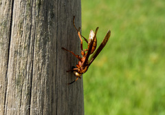 Polistes cavapyta