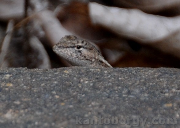 Microlophus image