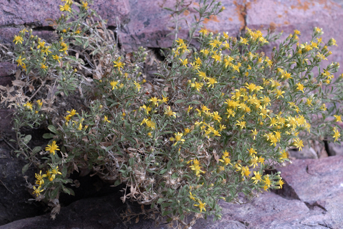 Watson's goldenbush (Ericameria watsonii)