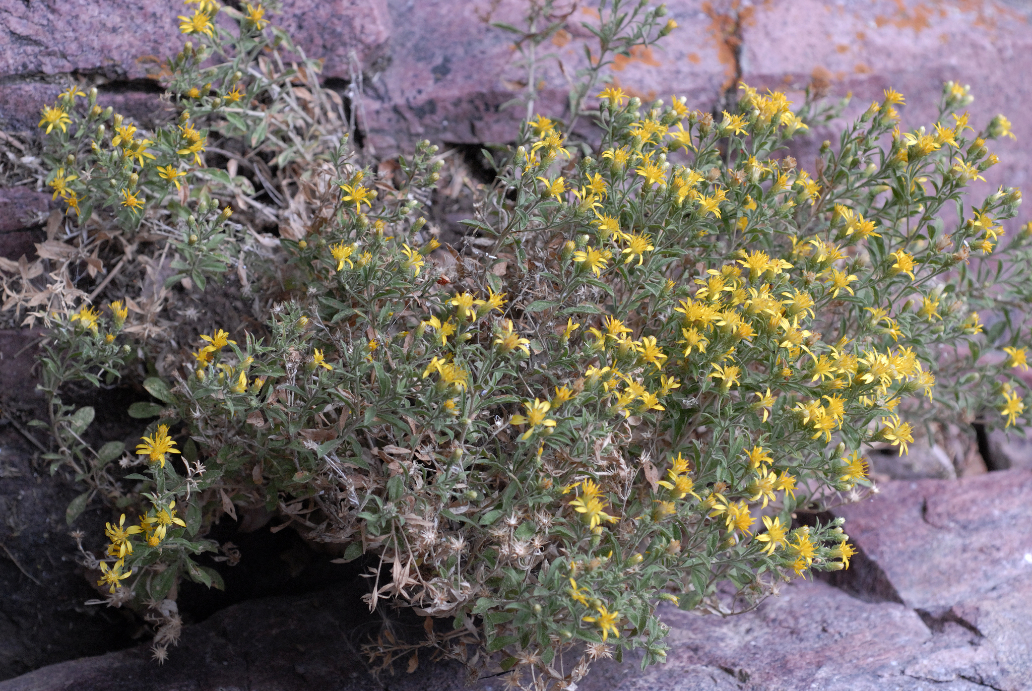 Ericameria watsonii