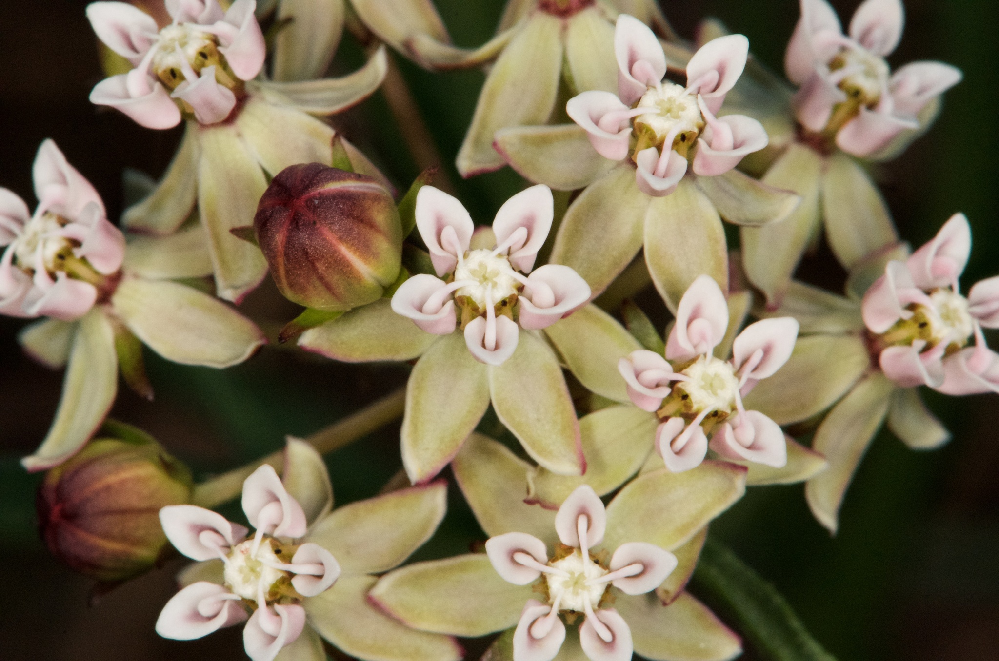 Asclepias michauxii