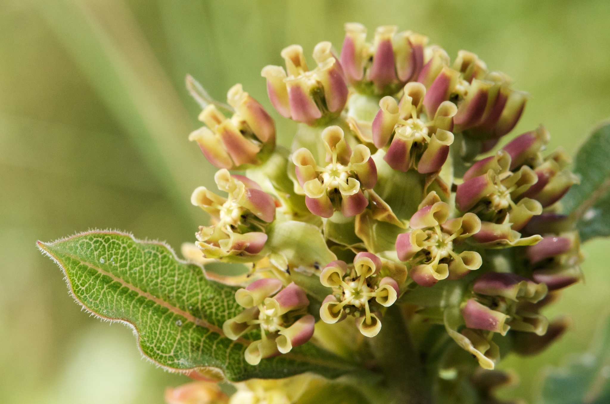 Asclepias obovata