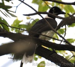 Cyanocorax mystacalis