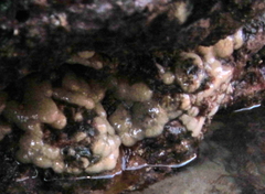 Pseudodistoma opacum