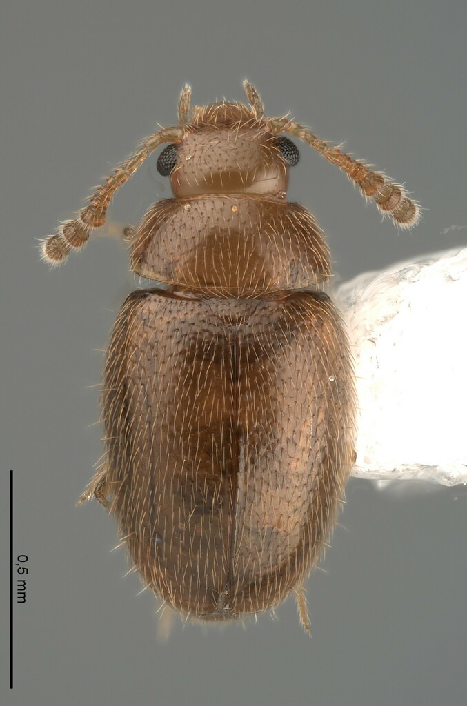Thrimolus minutus