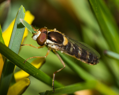 Sphaerophoria philanthus