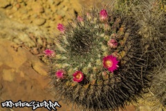 Mammillaria melanocentra melanocentra