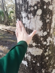 Phlyctis boliviensis