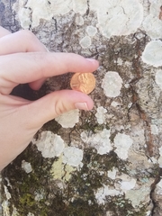 Phlyctis boliviensis