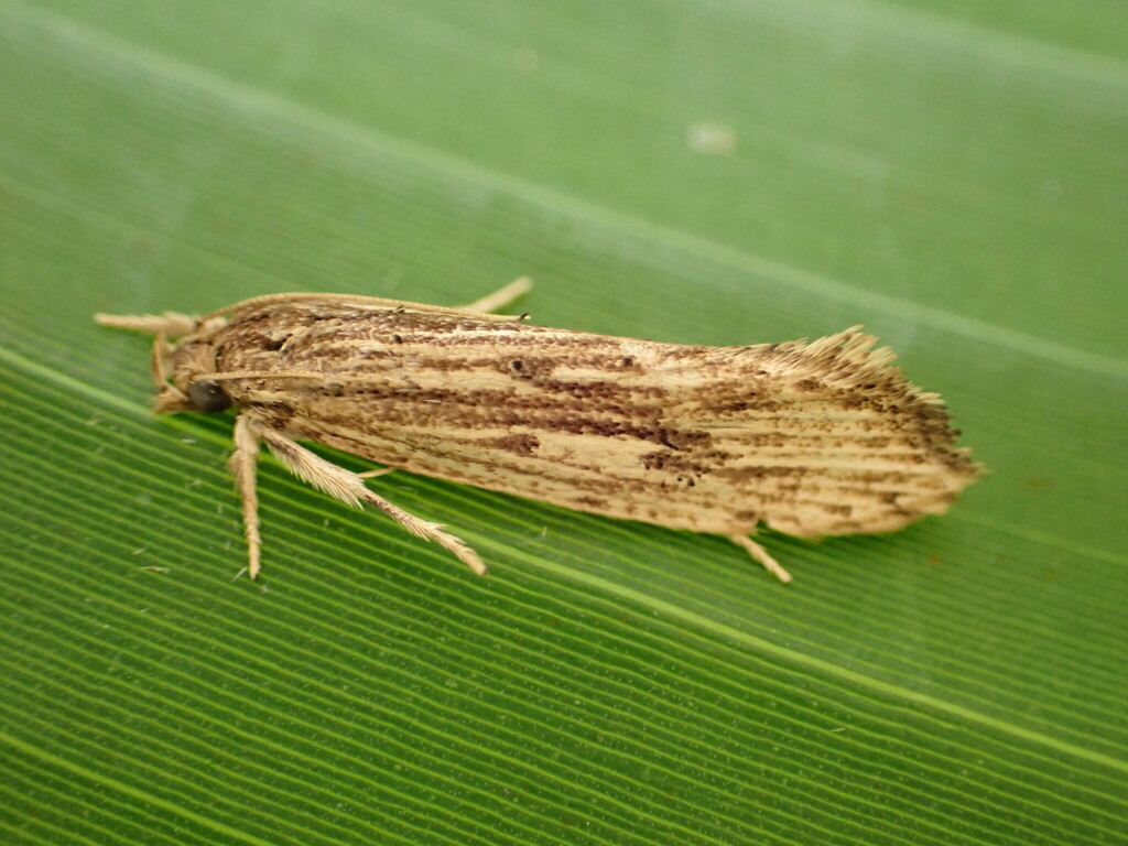 Trachycentra