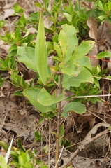Asclepias tomentosa