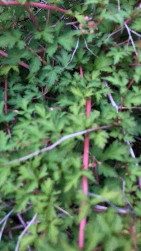 Rubus laciniatus iNat (2)