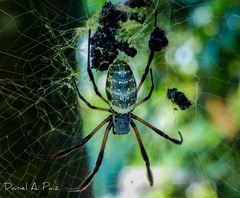 Trichonephila sexpunctata
