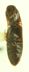 Idolus debilis
