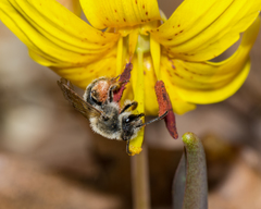 Andrena erythronii