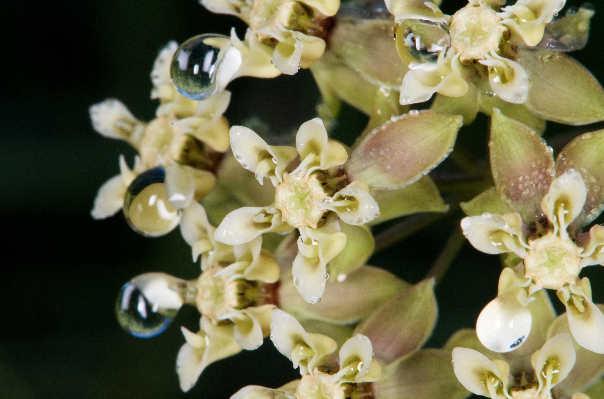 Asclepias viridula