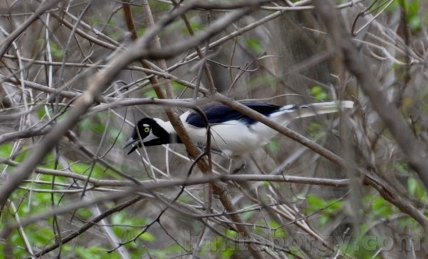 Cyanocorax mystacalis image