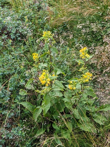 Solidago macrophylla iNaturalist observation