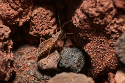 Nysius wekiuicola, 2023-07-23
