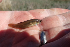 Fundulus chrysotus