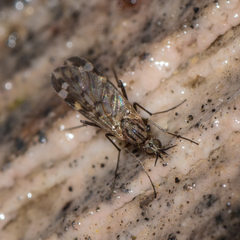 Sylvicola alternatus