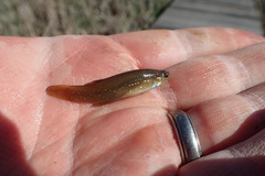 Fundulus chrysotus