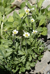 Anemone multifida